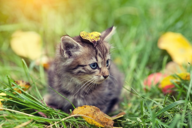 Gatinho com folha caída na cabeça sentado na grama