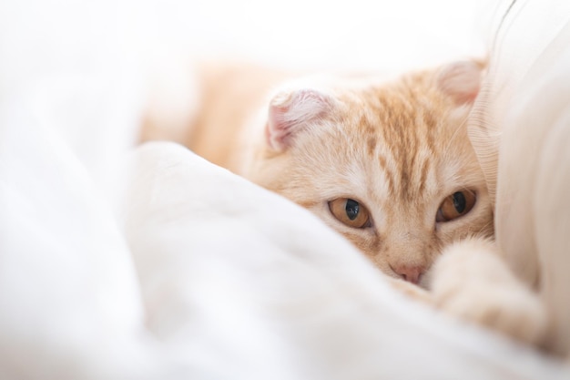 Gatinho com grandes olhos castanhos está em cortinas no peitoril da janela Focinho bonito de animal de estimação está em suas patas