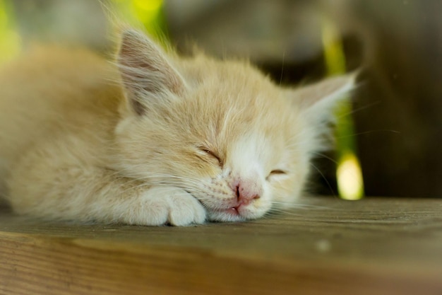 Gatinho com lábio de coelho.