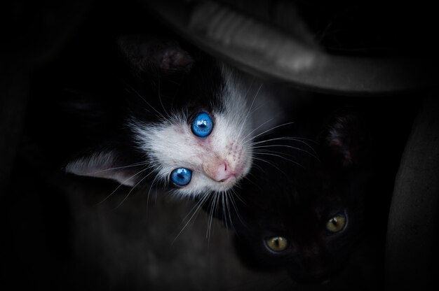 Gatinho com lindos olhos azuis