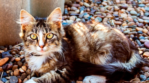 Gatinho com olhos verdes deitado sobre as rochas