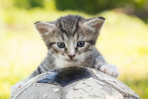 Gatinho com uma bola de futebol