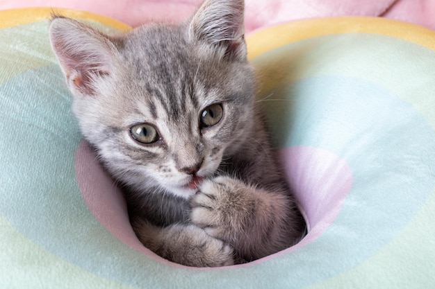 Gatinho curioso em uma cama pastel de arco-íris Retrato de um gatinho com patas Gatinho listrado fofo em um travesseiro Gatinho recém-nascido Conceito de animais de estimação fofos