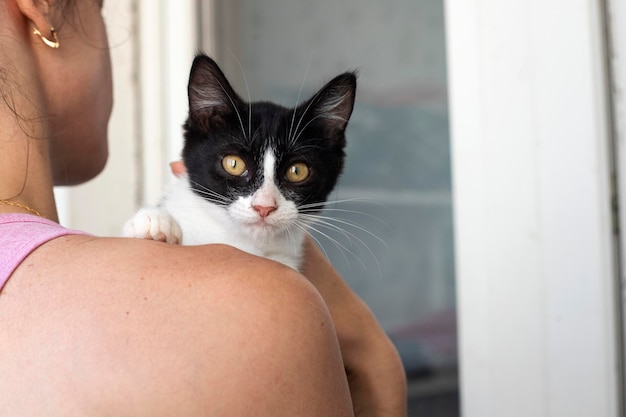 Gatinho curioso. Gatinho em casa. Animal de estimação pequeno.