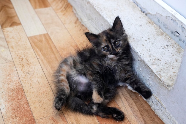 Gatinho curioso. Gatinho em casa. Animal de estimação pequeno.