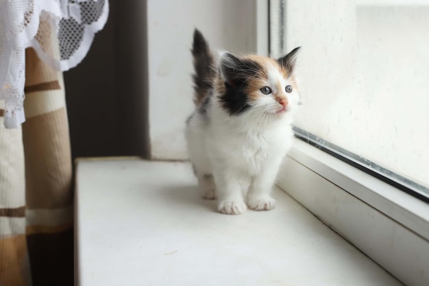 Gatinho curioso Gatinho em casa Pequeno animal de estimação