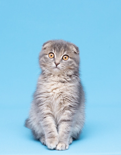 Gatinho da raça scottish fold