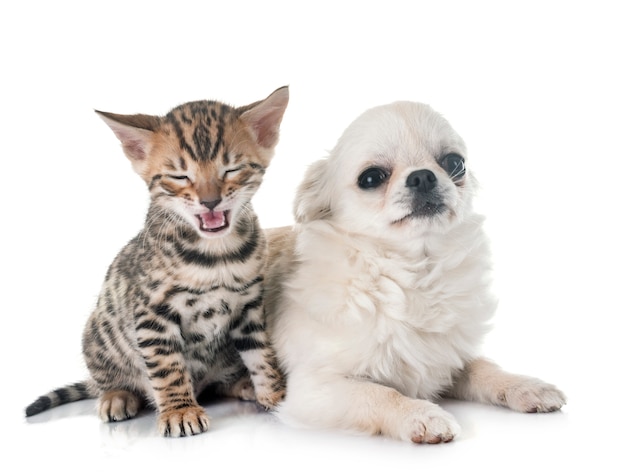 Gatinho de bengala e cachorro chihuahua