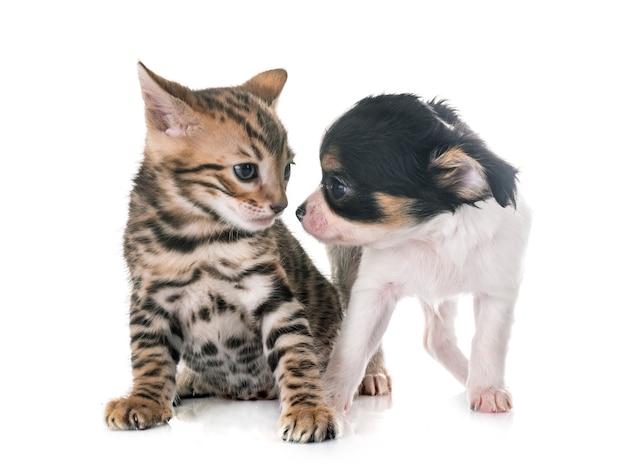 Foto gatinho de bengala e cachorro chihuahua