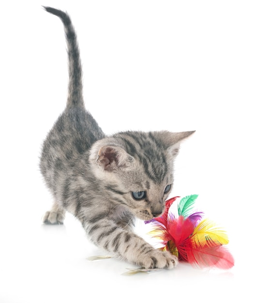 Gatinho de Bengala em branco isolado