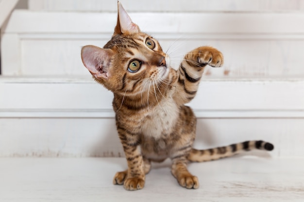 Gatinho de Bengala jogando. Lindo gatinho de Bengala senta-se na escada branca, olhando para o brinquedo e brincando.