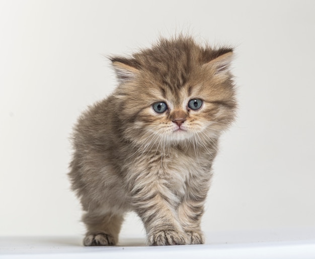 Gatinho de cabelos compridos britânico em um fundo de papel branco