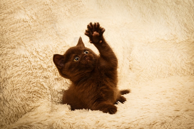 Gatinho de chocolate em casa.