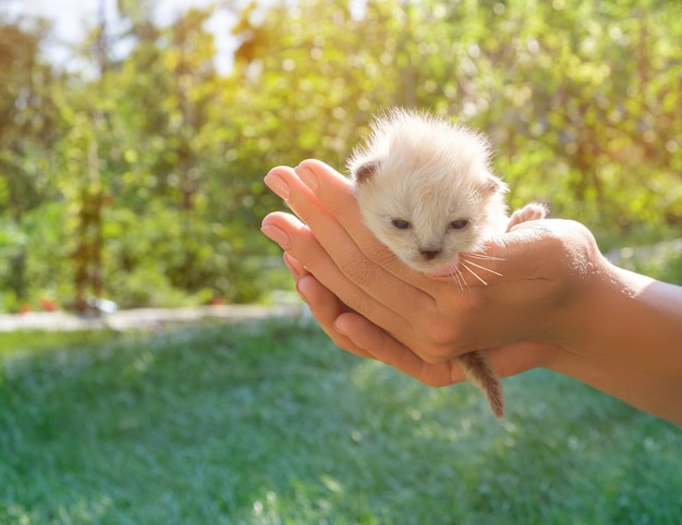 Gatinho de cor creme nas palmas das mãos da mulher. gatinho bebê nas palmas das mãos femininas.