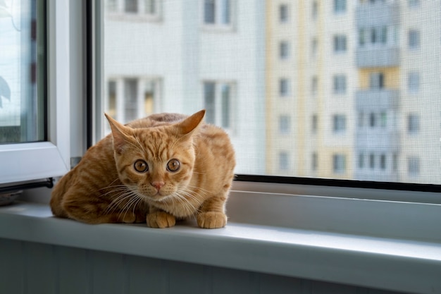 Gatinho de gengibre assustado sentado no parapeito de uma janela com uma rede mosquiteira