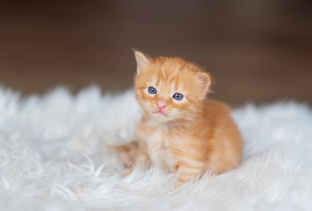 Corte O Jogo Do Gatinho Do Bebê Imagem de Stock - Imagem de fundo, gato:  116003439