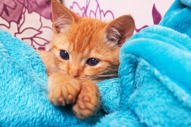 Gatinho de gengibre encontra-se em uma cadeira