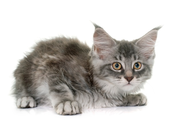 gatinho de maine coon