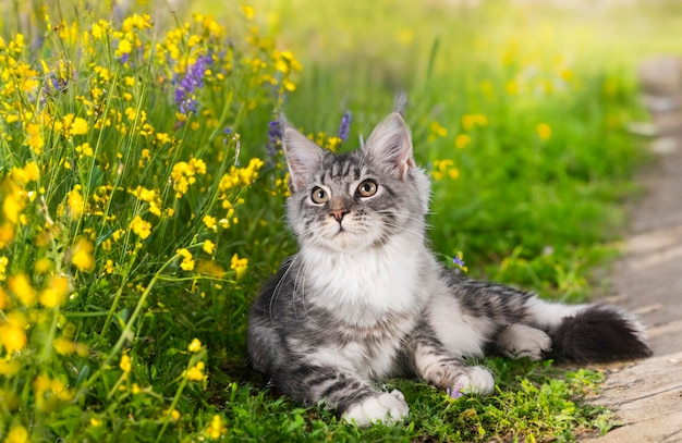 Gatinho de Maine Coon