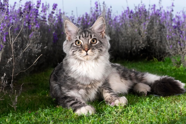 Foto gatinho de maine coon