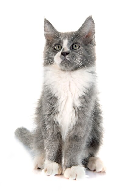 gatinho de maine coon