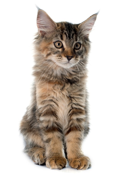 gatinho de maine coon