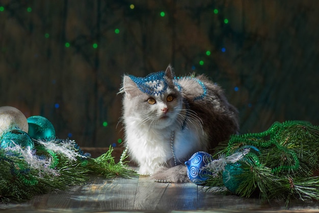 Gatinho de Natal com decoração de Natal. Gato em casa na época do Natal. Gato investigando as decorações na árvore de Natal