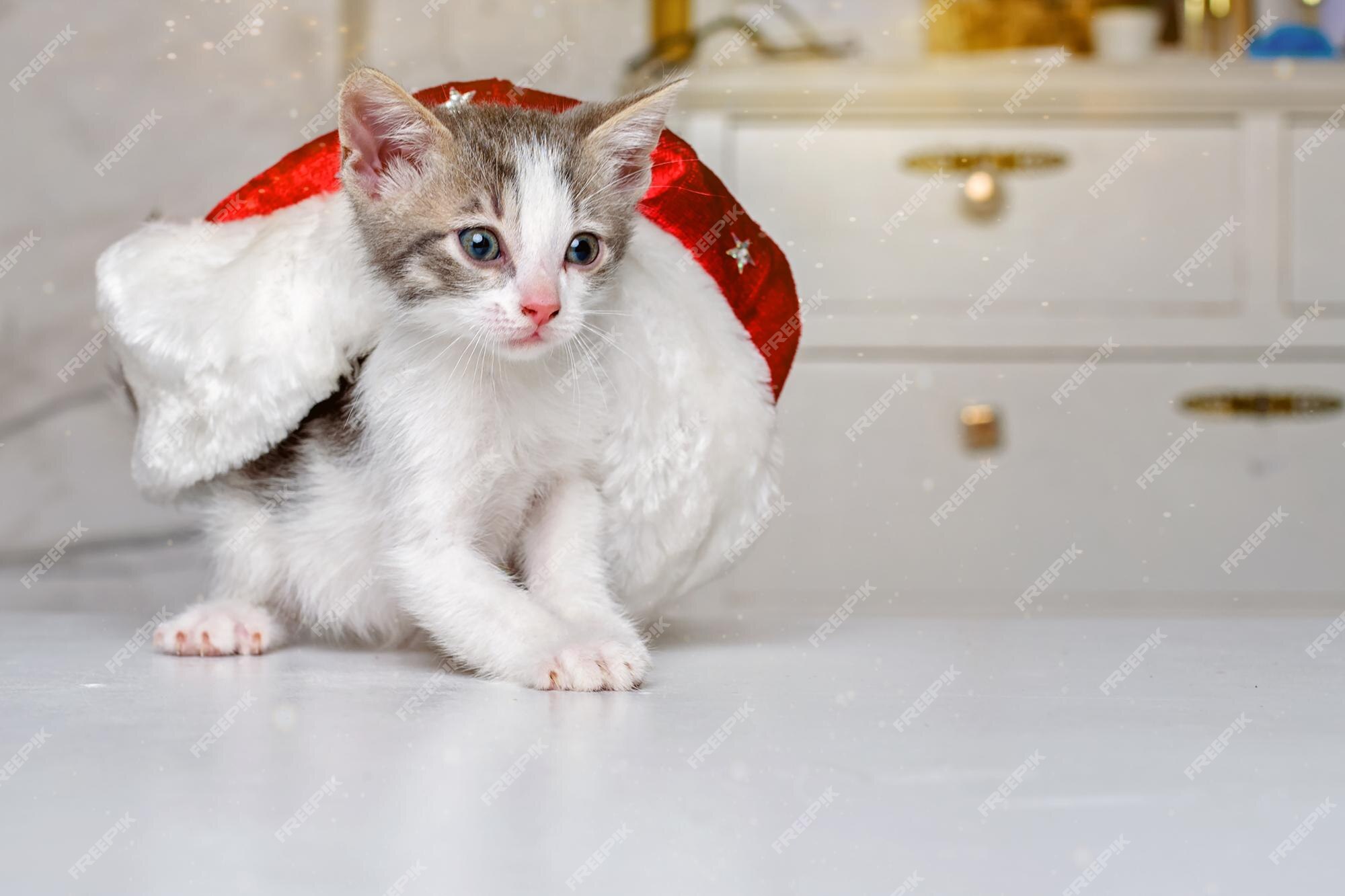 Gatinho Malhado Engraçado Brinca Com Decoração De Natal Chapéu De Papai  Noel Vermelho E Luzes PNG , Jogo De Gato, Gato Engraçado, Gato De Natal PNG  Imagem para download gratuito