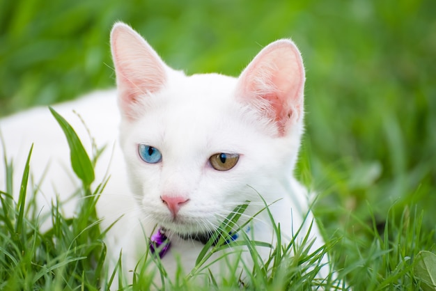 Gatinho de olhos estranhos, gatinho de olhos azuis deitado no gramado