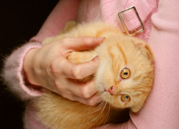 Gatinho de orelhas caídas vermelho da Inglaterra