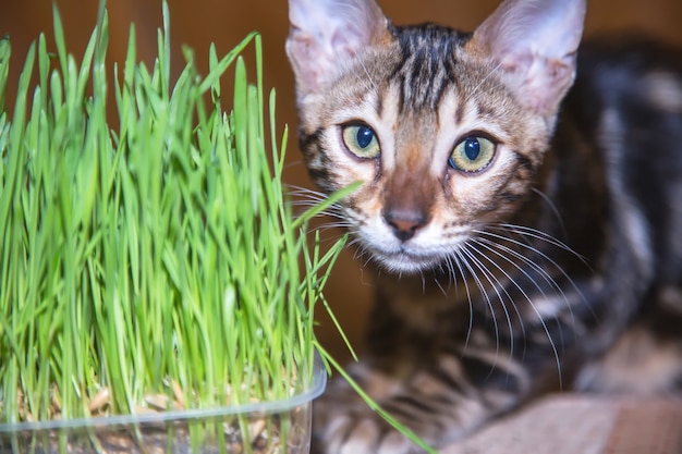 Gatinho de raça pura bengala olha para frente e come grama verde em casa para obter nutrição e vitaminas