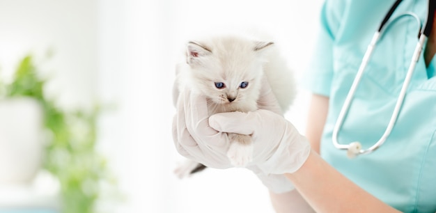Gatinho de ragdoll na clínica veterinária