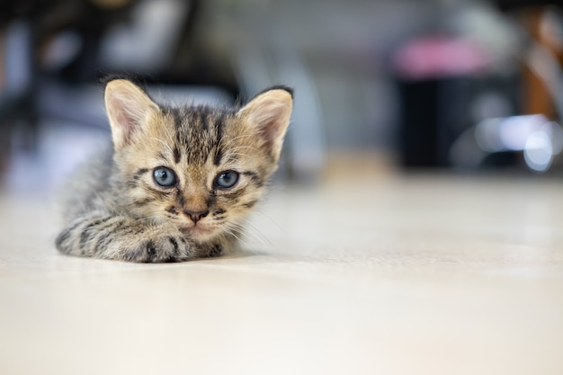 Gatinho deita no chão e parece reto