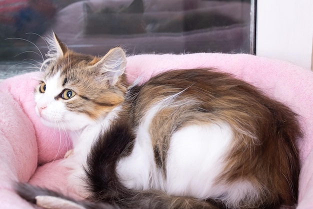 Gatinho descansa em um sofá rosa closeup