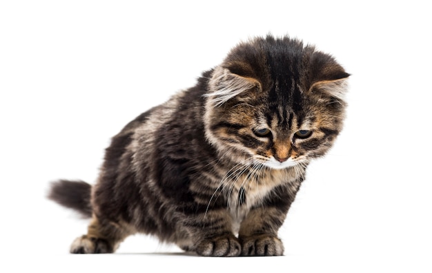 Gatinho descascado gato mestiço olhando para baixo