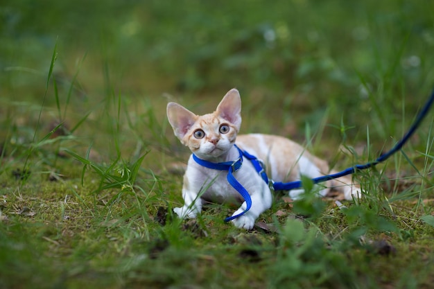 gatinho devon rex vermelho com branco para passear na floresta