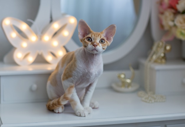 Gatinho devon rex vermelho com branco sentado no vidro do cais