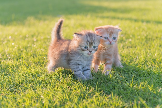 gatinho dois bonito na grama verde com luz do sol da noite.