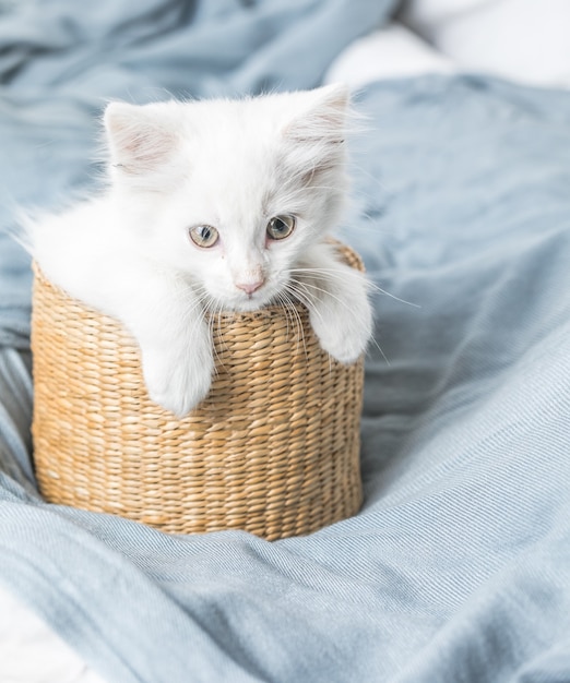 gatinho doméstico branco numa cesta deitada na cama com um cobertor branco pose engraçada