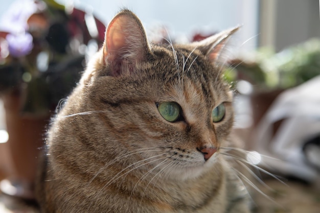 Gatinho doméstico fofo Animais de estimação hobbies medicina veterinária