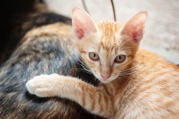 Gatinho dorme atrás de sua mãe