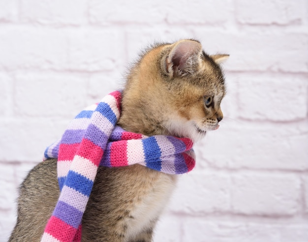 Gatinho dourado chinchila britânica em linha reta sobre um fundo branco. O gato está em um lenço de malha