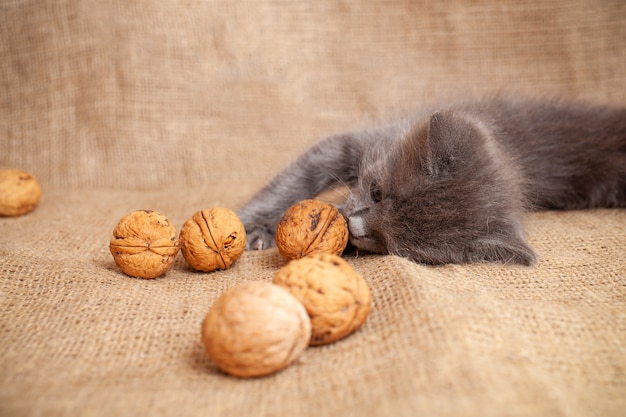 Gatinho é brincado com uma noz brinquedos incomuns para o gato Gatinho engraçado