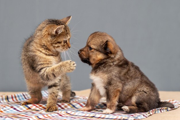 Gatinho e cachorrinho juntos O gatinho bate na pata dos cachorrinhos