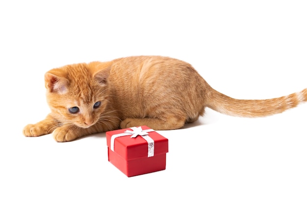 Gatinho e caixa de presente vermelha isolada no fundo branco