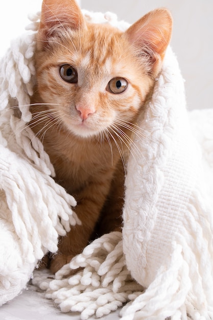 gatinho é coberto por um chicote