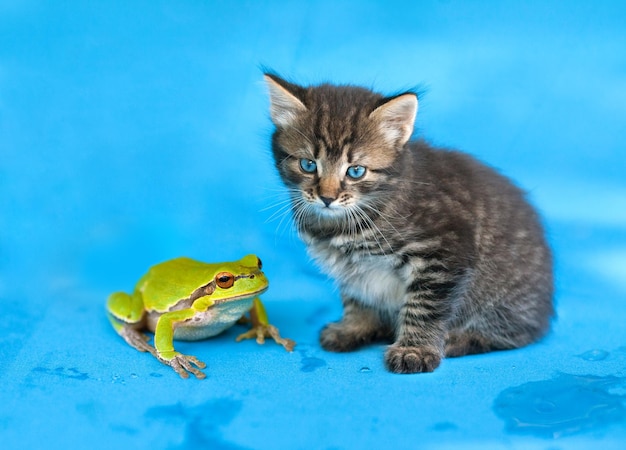 Foto gatinho e o sapo