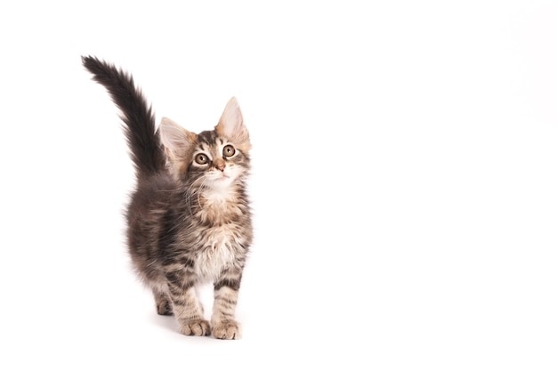 Gatinho em branco olhando para a sala para texto