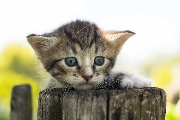 Gatinho em cima do muro