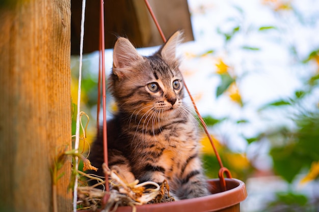 Gatinho em cores para produtos impressos Um gatinho Um animal de estimação